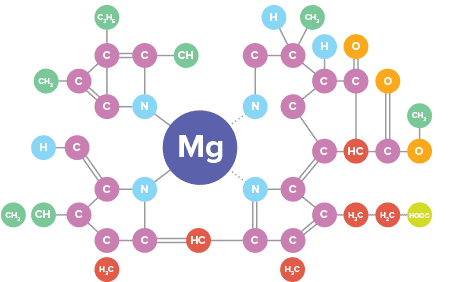 магній - серце молекули хлорофілу