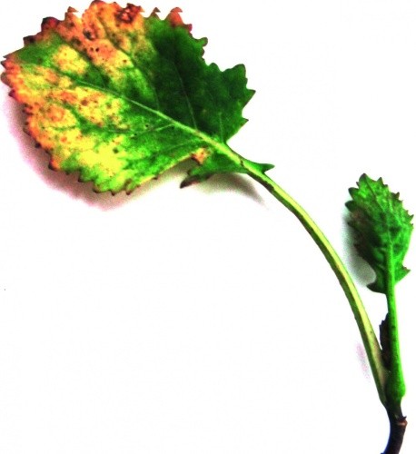 Проявлення циліндроспоріозу на розеткових листках