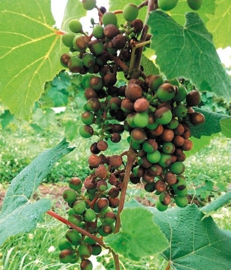Чорна гниль на гронах винограду