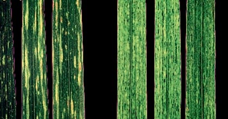 Симптоми Wheat spindle streak mosaic virus та Wheat soil-born mosaic virus на листках пшениці