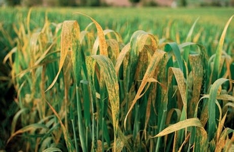 Прояв жовтої іржі на листках озимої пшениці