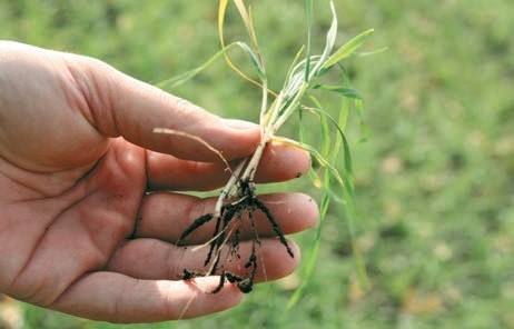 Високу зимостійкість отримують рослини з добре розвинутою кореневою системою