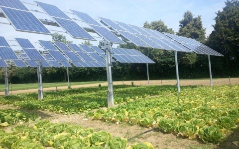 Вирощування сільгоспкультур під сонячними батареями в Німеччині
