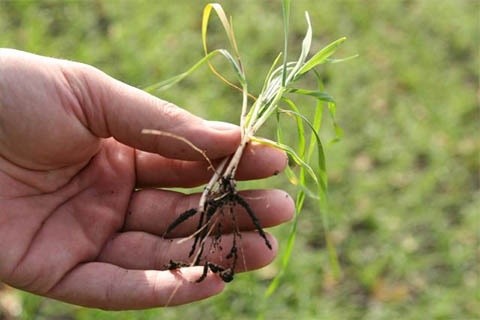 Правильні строки висіву дають рослині створити розвинену кореневу систему