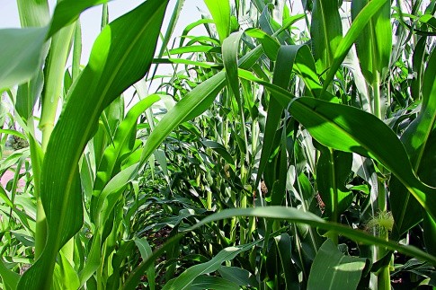 Забезпечення рослин кукурудзи елементами живлення, особливо фосфором i цинком, визначає кількість качанів на рослині та кількість рядів у них