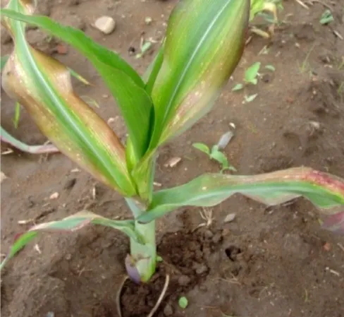 симптоми дефіциту магнію на кукурудзі