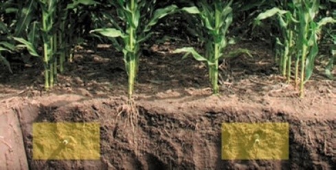 Розташування крапельних ліній підземного крапельного зрошення кукурудзи