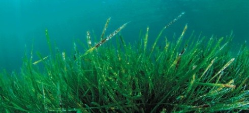 У світі широко практикують комплексне застосування препаратів на основі морських водоростей для надходження органічних речовин у орний шар ґрунту