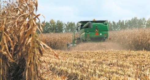 Зерно вимолочується найкращим чином за вологості 30% (обмолот комбайном)