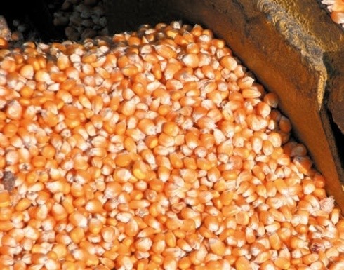 Порушення термінів збирання зернової кукурудзи має небажані наслідки
