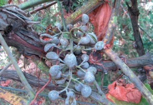 Кущ та грона винограду уражені оїдіумом