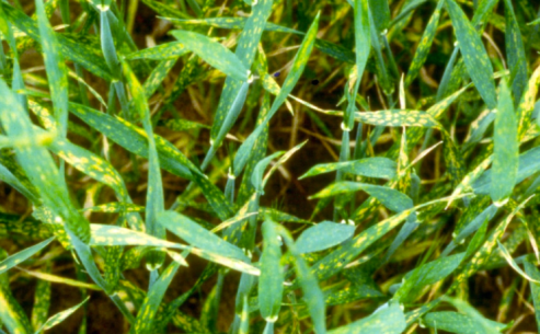 Симптоми дефіциту хлору на пшениці