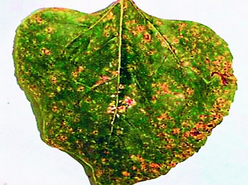 Дефіцит марганцю на соняшнику (листки хлоротичні з коричневими плямами)