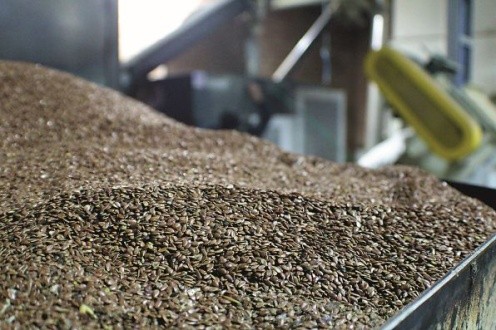 Для переробки використову- ють добірне, свіже просушене насіння з вологістю не вище 10 %. Чистим вважається насіння льону з умістом смітної домішки до 1 %.