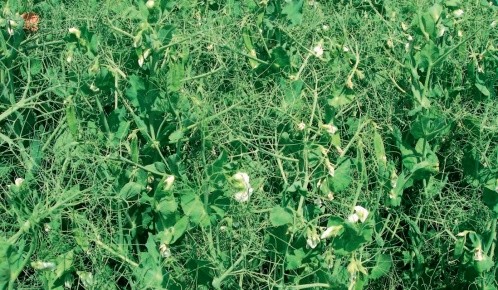 Обприскування насіннєвих і фуражних посівів гороху проводять інсектицидами у фазі бутонізації — початку цвітіння