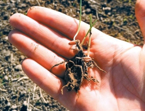 Оптимальною є глибина загортання насіння 3–4 см, вона дає змогу ефективно розвиватися як підземній, так і надземній масі рослини