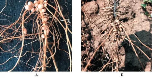 Кореневі бульбочки сої Glycine max (L.) Merr. (А) та нуту Cicer arietinum L. (Б)