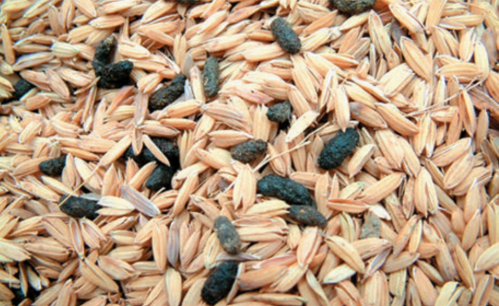 Сліди ушкодження запасів зерна мишами