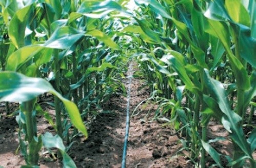 Крапельна лінія в міжряддях кукурудзи