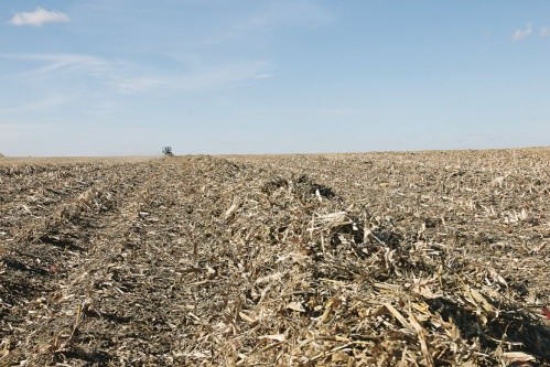 Валки решток кукурудзи готові для подальшого пресування