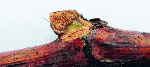 Рисунок 3. Загибель зимуючого вічка винограду
