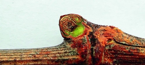 Рис. 2. Пошкоджене зимуюче вічко винограду: центральна брунька загинула, замісні — живі