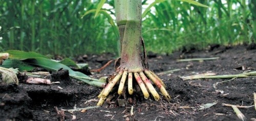 Прикореневе вилягання кукурудзи пов’язане зі слабким розвитком кореневої системи, втратою рослинами опори в перезволоженому або, навпаки, ущільненому пересушеному ґрунті