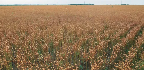 Повна стиглість