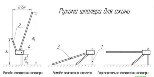 Ожина. Вибір технології