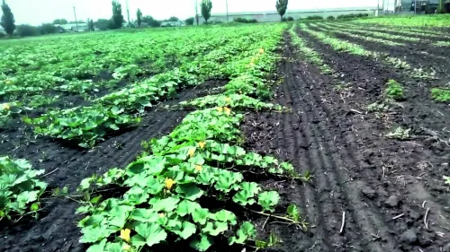 Повертати гарбуз на те саме поле потрібно не раніше ніж за п’ять-шість років, адже за частішого висівання культура досить сильно уражується борошнистою росою