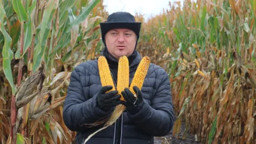 Качани кукурудзи, висіяної на різній швидкості, майже не відрізняються