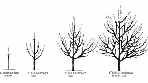 Обрізування вишневого дерева: а — після садіння; б — навесні наступного року; в — навесні третього року; г — навесні четвертого-п’ятого років
