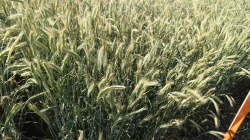 гібридне жито Етерно селекції KWS
