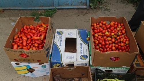 Найходовіший товар у пересічному райцентрі: "сливка" (ліворуч) і круглий помідор для консервації (праворуч)