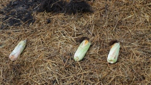 Качани кукурудзи, висіяної з підвищеним притискним зусиллям (праворуч) менші, ніж з оптимальним (посередині) і заниженим (ліворуч)