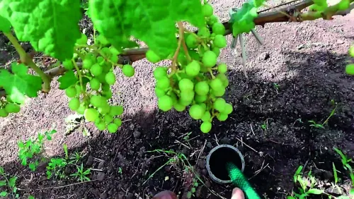 Для високої продуктивності кущів у період від початку руху соку до достигання ягід необхідно підтримувати вологість у метровому шарі ґрунту