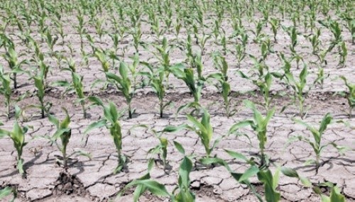 Посуха негативно впливає на розвиток елементів структури врожаю кукурудзи