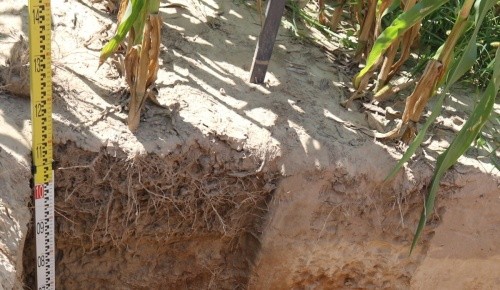 Коренева система кукурудзи на ділянці з глибоким дискуванням