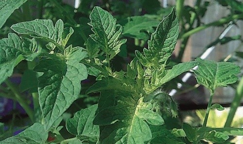 Надмірна концентрація марганцю призводить до нестачі заліза (хлоротичне листя)