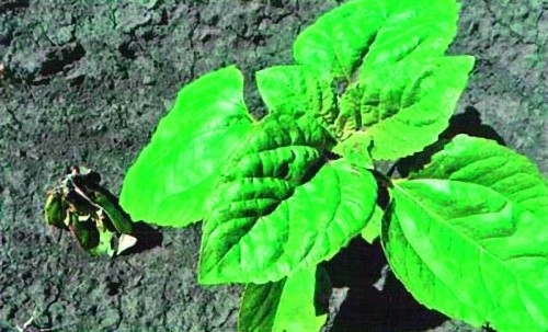 Рис. 2. Рослина звичайного соняшнику після обробки Євро-Лайтнінгом® (зліва) і рослина СL-стійкого соняшнику (праворуч)
