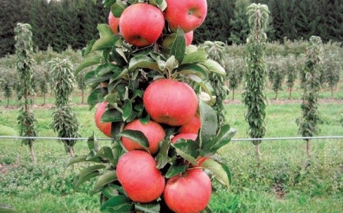 Колоноподібні яблуні дуже компактні порівняно з іншими садовими деревами