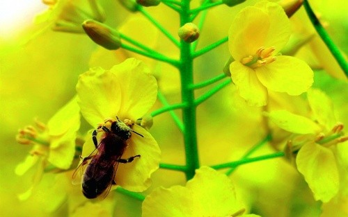 Низька токсичність інсектициду АСПІД для бджіл була підтверджена незалежними дослідженнями