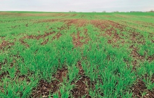 Наслідки пошкодження посівів озимої пшениці озимою совкою (Тернопільська обл., 2020 рік)