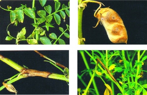 Ура­жен­ня різних ча­с­тин рос­лин ну­ту Ascochyta rabiei Labr.: на ли­с­тях; на бо­бах; на стеб­лах