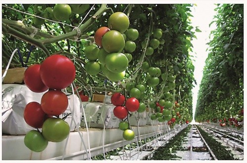 За вирощування томатів рівень заліза в поживному розчині становить 0,8–1 мг/л