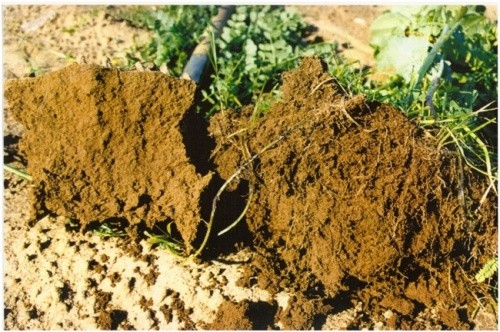 Зліва зразок бурого ґрунту при традиційному землеробстві з використанням міндобрив, а справа більш структурний, а тому й родючий, при застосуванні органічного (біодинамічного методу)