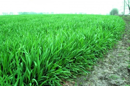 Навіть на високому агротехнічному фоні без здійснення заходів щодо захисту можна одержати врожай зерна пшениці озимої та ще й низької якості лише у межах 2-4 т/га