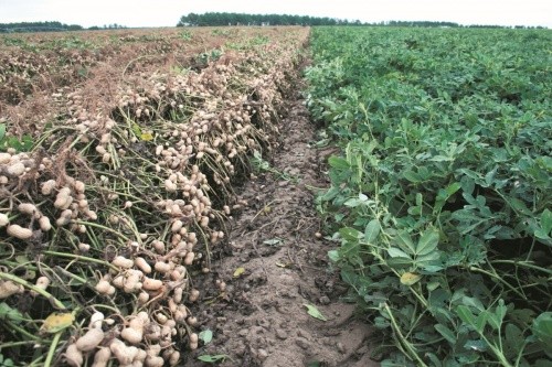За дотримання технології вирощування врожайність арахісу становить близько 4 т/га