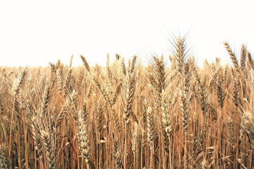 Паллас™ Екстра і Вареон® чудово захистили пшеницю, врожай становив 55–60 ц/га