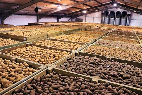 Зберігання картоплу у сховищі з активним вентилюванням